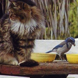 Cat and Bird Eating Together