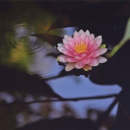 Pink Lotus in Water