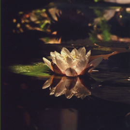 White Lotus Flower and Lilly Pads